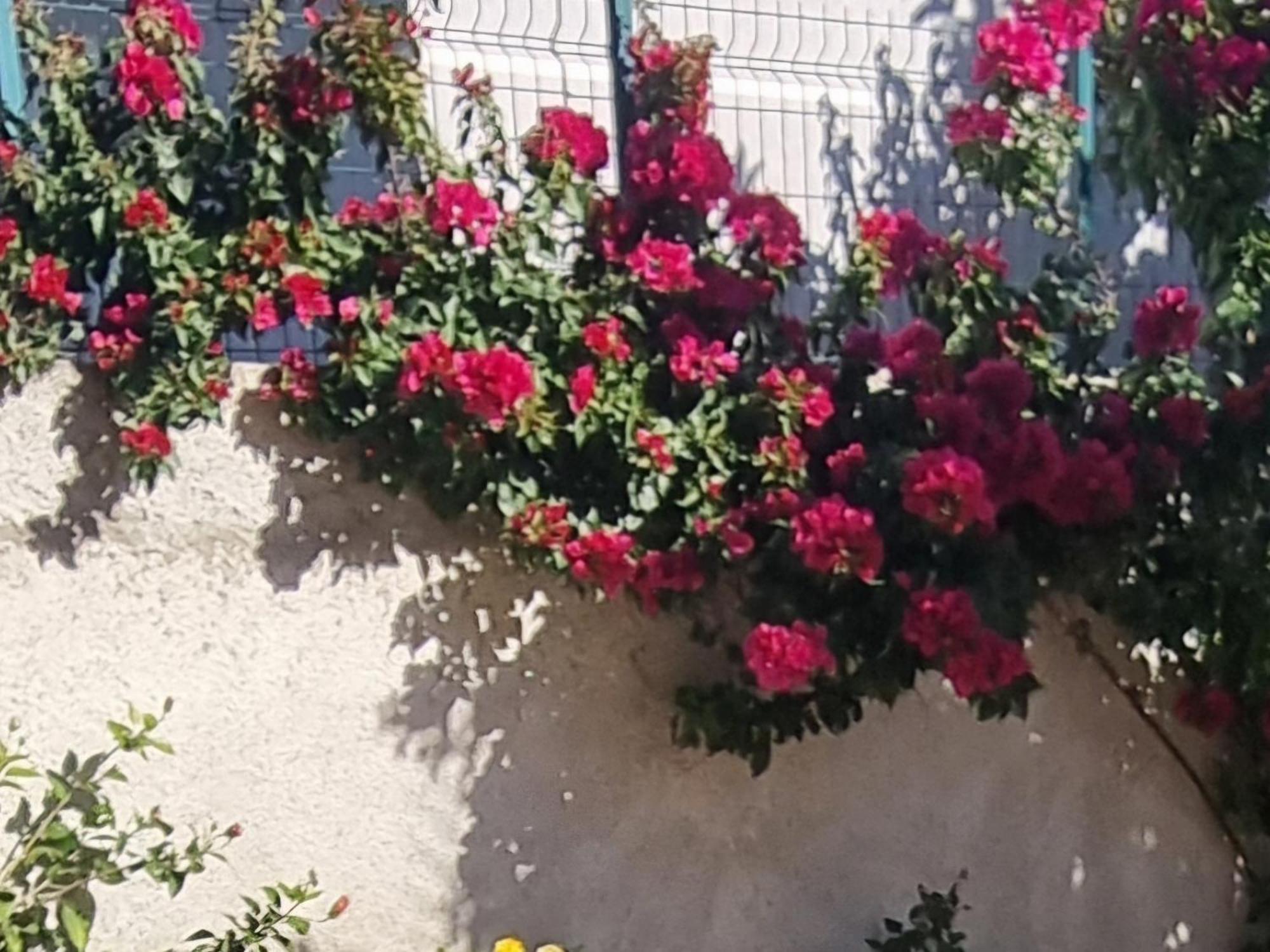 Vila Megi-Rent Room Vlorë Εξωτερικό φωτογραφία